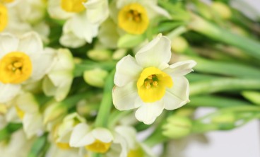 水仙叶子发黄要怎么办