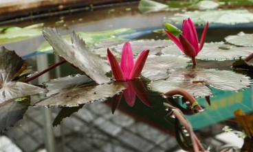 睡莲的虫害防治