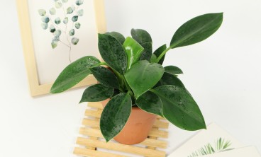 金钻为什么掉叶子发黄