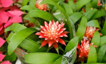 观赏凤梨叶子发黄的原因