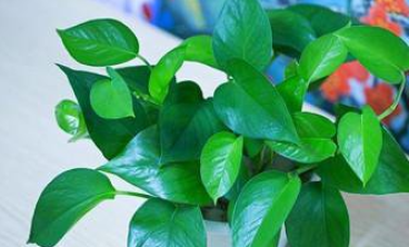 绿萝叶子发黄怎么办