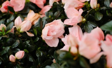 杜鹃花叶子发黄怎么治