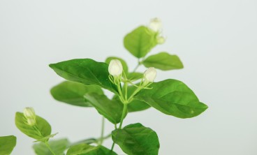 茉莉花叶片干青是怎么回事