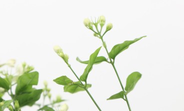 茉莉花冬天叶子掉光了还能活吗