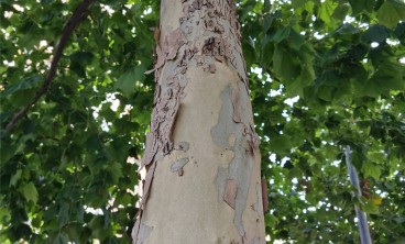 梧桐的虫害防治