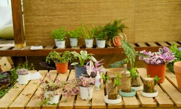 万年青叶子发黄的原因