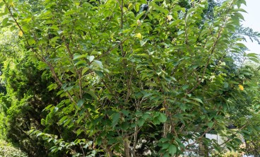 樱花叶子发黄怎么办