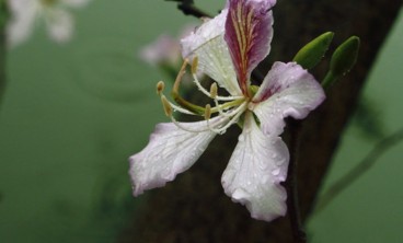 羊蹄甲的病虫害防治