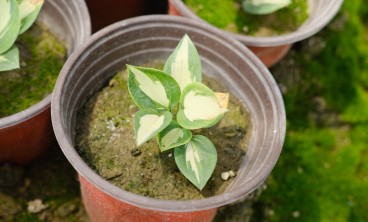 玉簪花叶子发黄发软是出了什么问题