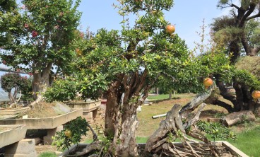 石榴花虫害及防治办法