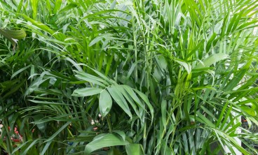 散尾葵叶子发黄干枯怎么办