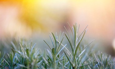 迷迭香叶子干枯怎么办