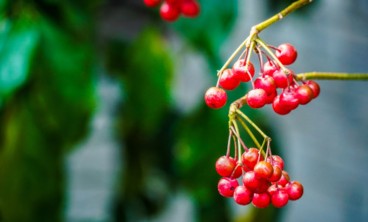 朱砂根（富贵籽）叶子发黄是怎么回事