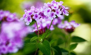 五色梅的叶片发黄是怎么回事