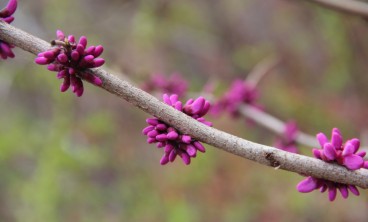 紫荆叶子变黄怎么办