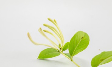 金银花常见虫害防治方法