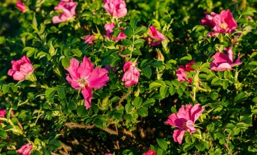 玫瑰花茶的作用，玫瑰花茶图片