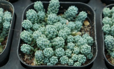 姬星美人病虫害及防治方法