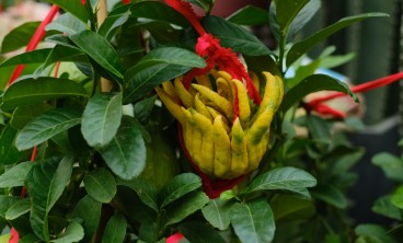 佛手叶子发黄、掉叶子是怎么回事