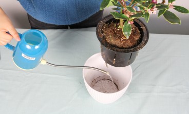 金边瑞香叶子发黄怎么办