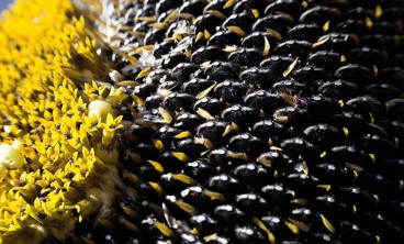 向日葵常见虫害防治大全