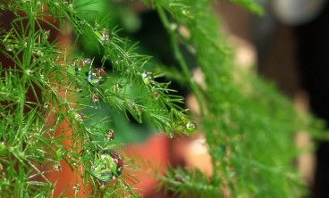 文竹冬天叶子发黄，到底咋解决