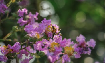 紫薇花叶子变黄的原因及防治