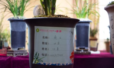 兰花叶子发黄怎么办