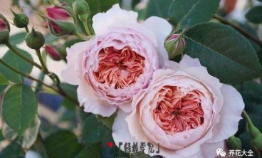 绿萝叶子黄恹恹，注意4要点，叶子绿得直发光