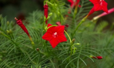 茑萝叶子发黄怎么办