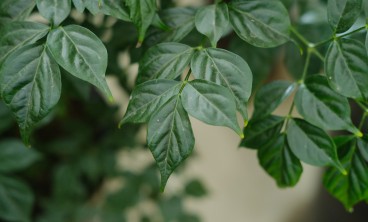 幸福树的虫害防治