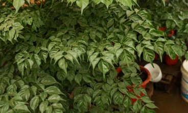 幸福树叶子发黄怎么办