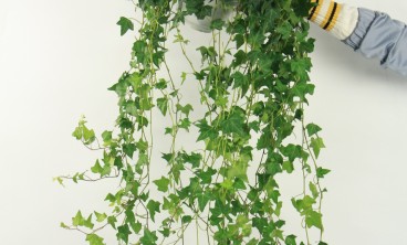 常春藤黄叶子怎么办