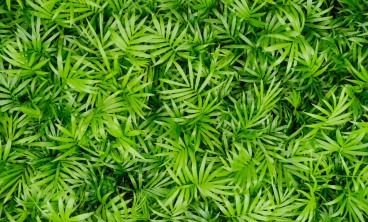 袖珍椰子叶子发黄怎么办