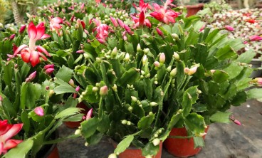 蟹爪兰常见的病有哪些