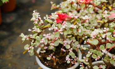 雅乐之舞叶子上的斑锦褪色怎么办