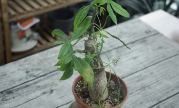 发财树叶子发黄怎么回事