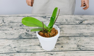 蝴蝶兰叶子发黄是什么原因