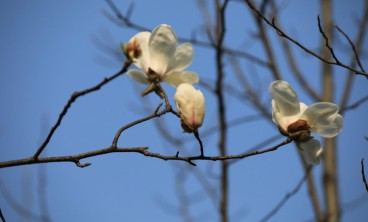 白兰冬季叶黄怎么办