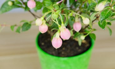 倒挂金钟叶子发黄怎么办