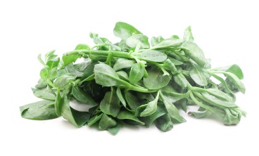 牡丹吊兰叶子发软怎么回事