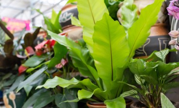 鸟巢蕨叶子发黄怎么处理