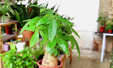 发财树常见的养殖方法和注意事项都有哪些