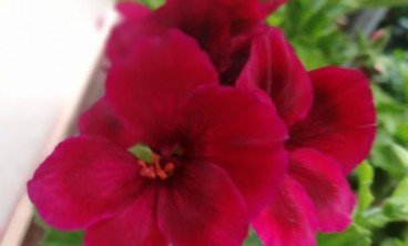 天竺葵叶子发黄咋办