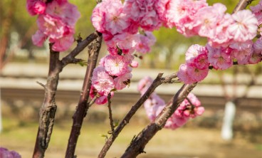 榆叶梅叶子焦边怎么办