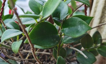 口红花掉叶子怎么办