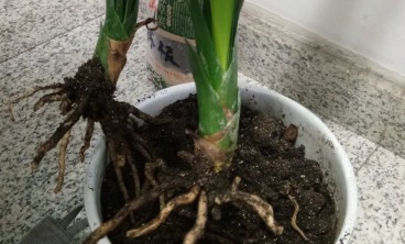 君子兰常见虫害