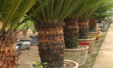 苏铁的花语和传说