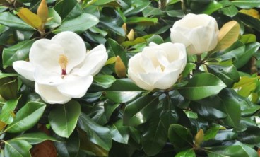 广玉兰灰斑病发病诱因及综合防治