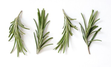 迷迭香长虫子怎么办